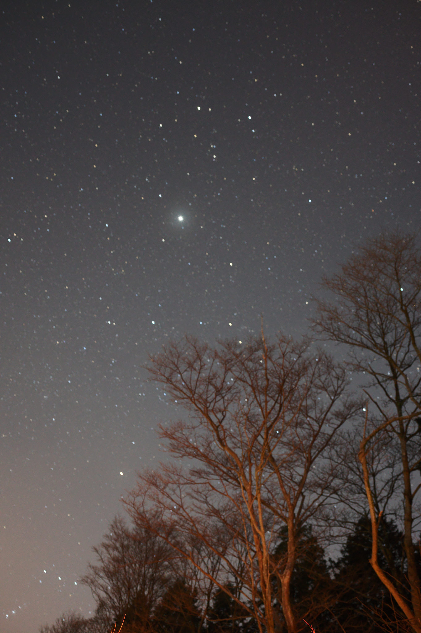 樹梢與夜空中的星星