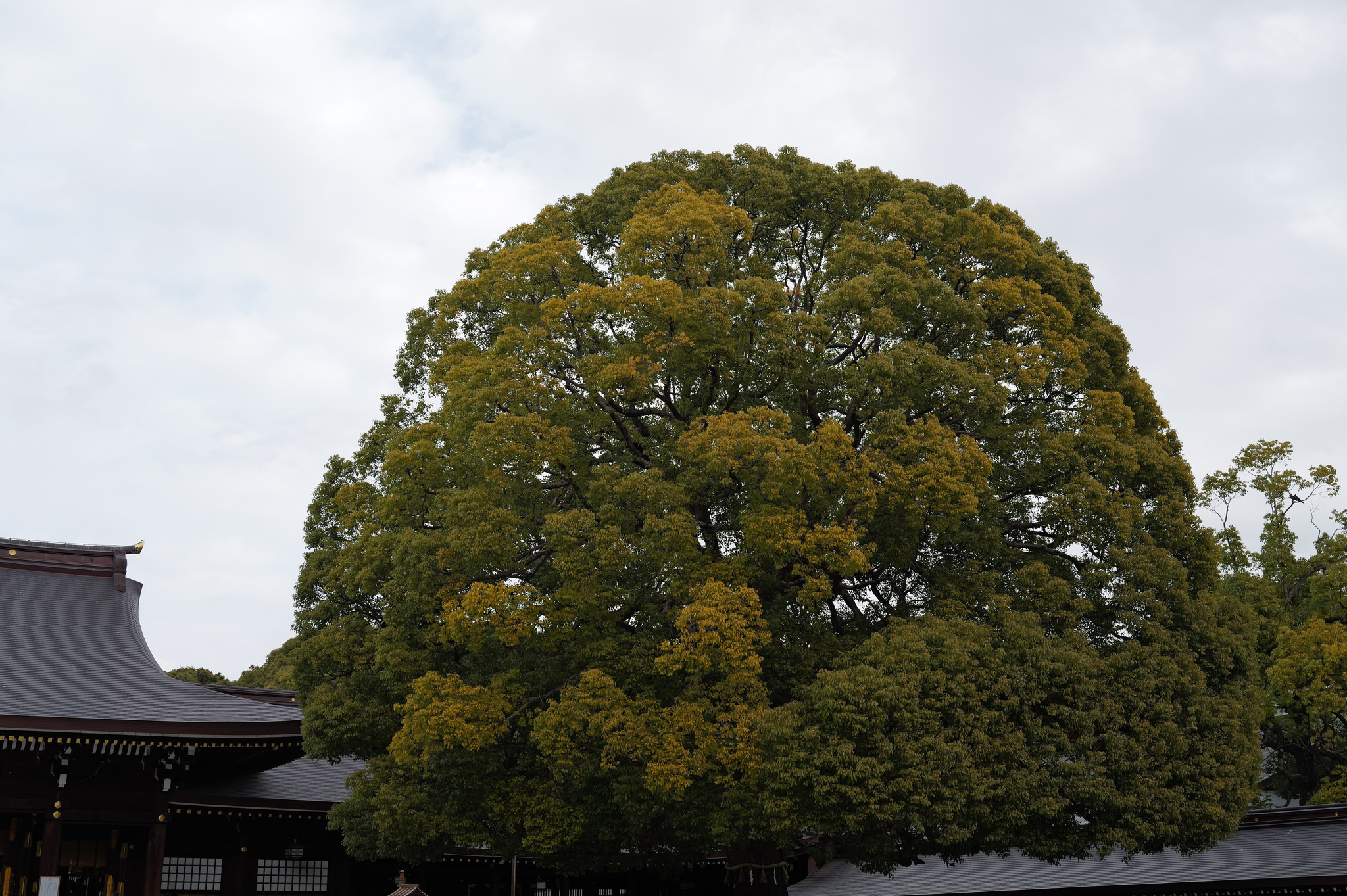 明治神宮內大型樹木