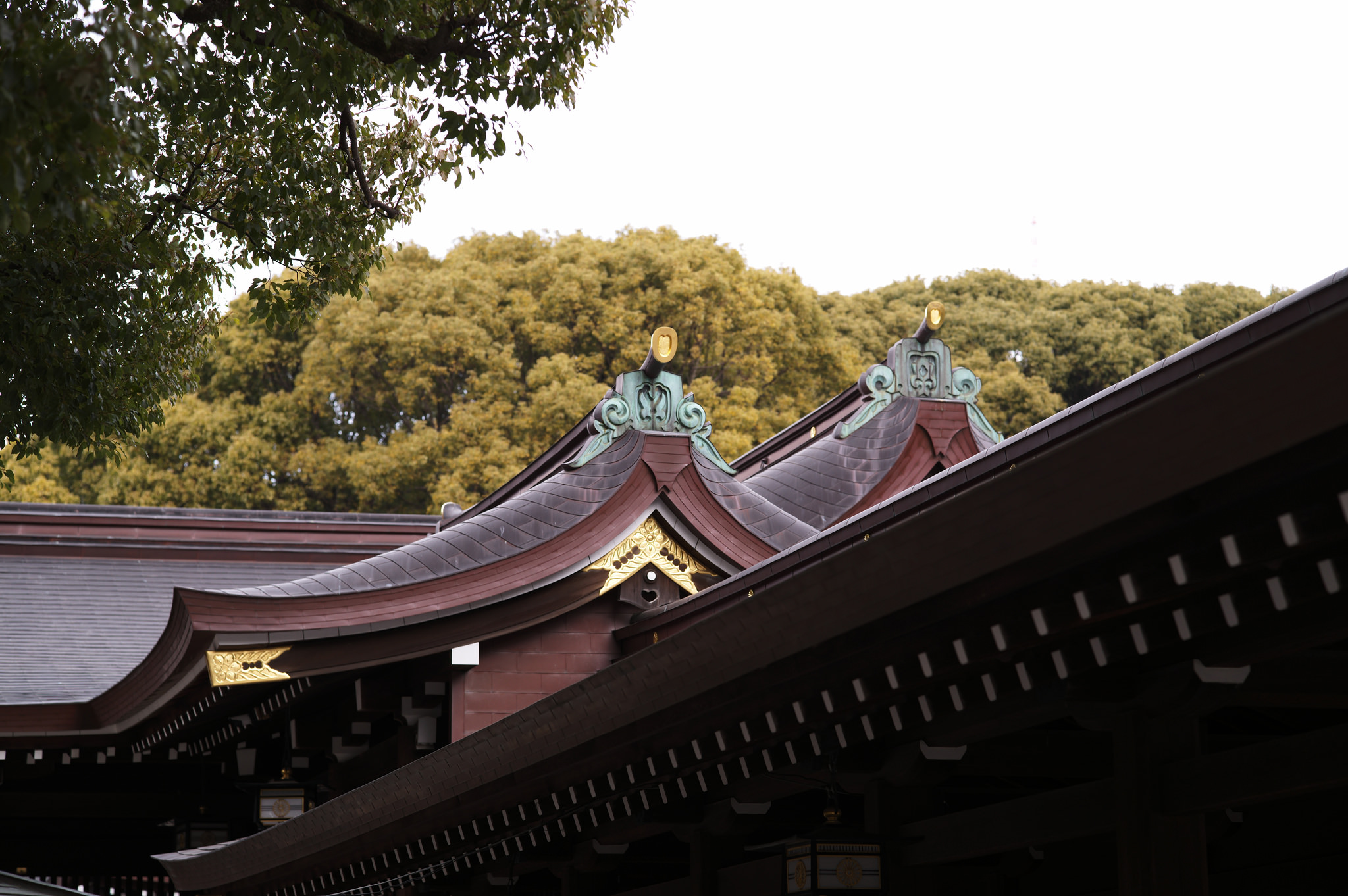 明治神宮本殿屋簷與樹影