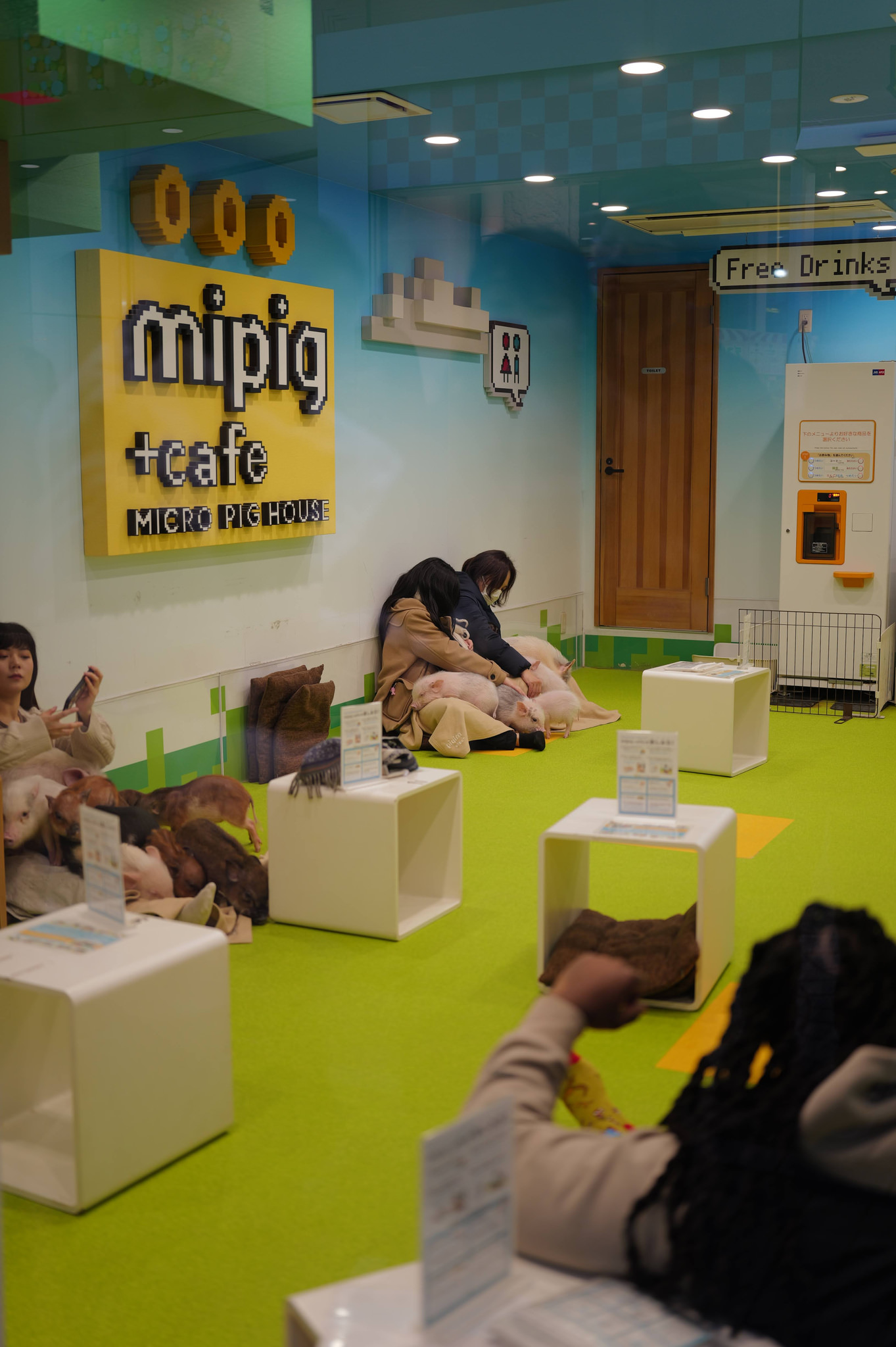 竹下通 mipig cafe 迷你豬咖啡廳