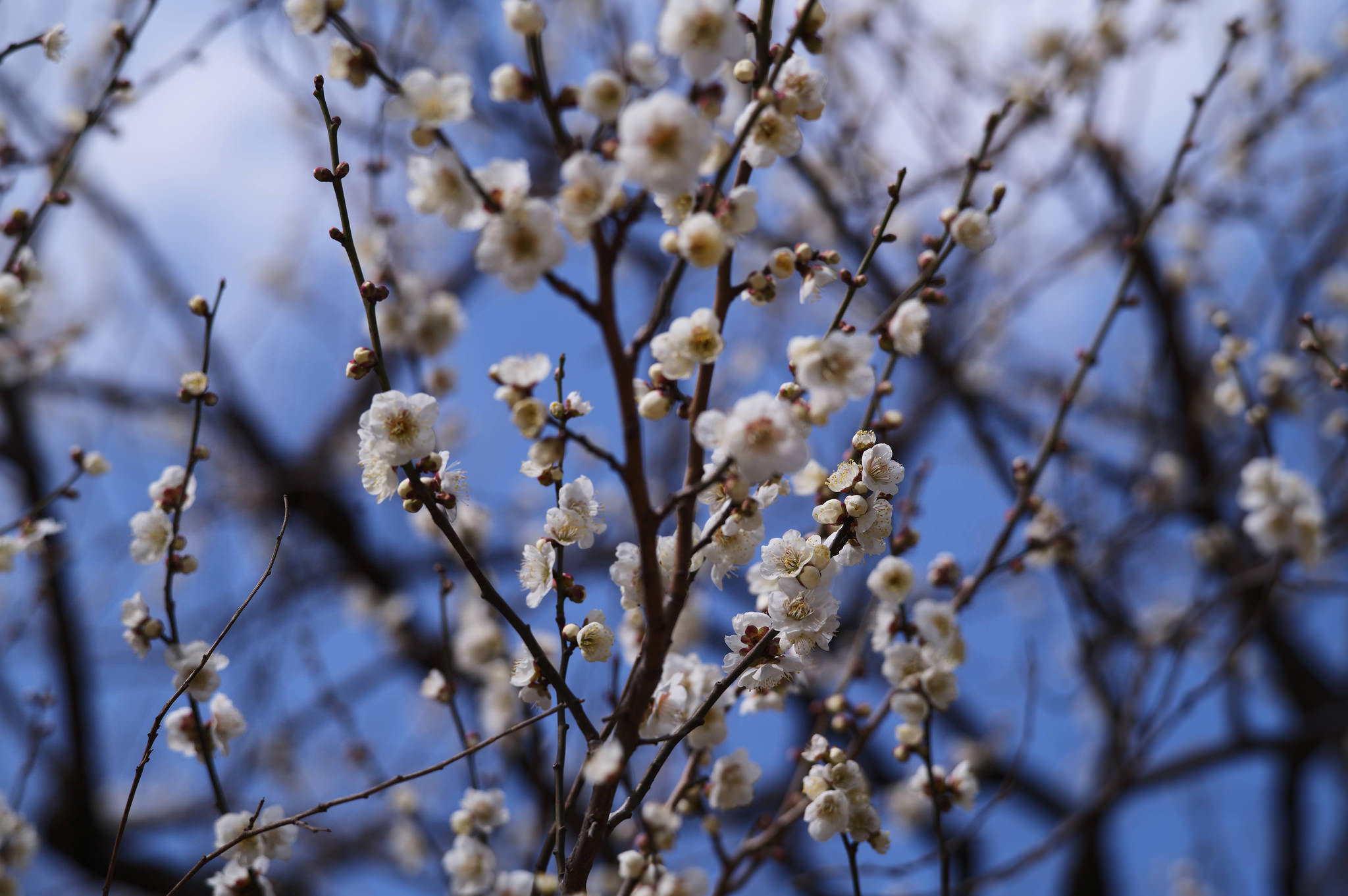 御苑 / 白色花枝
